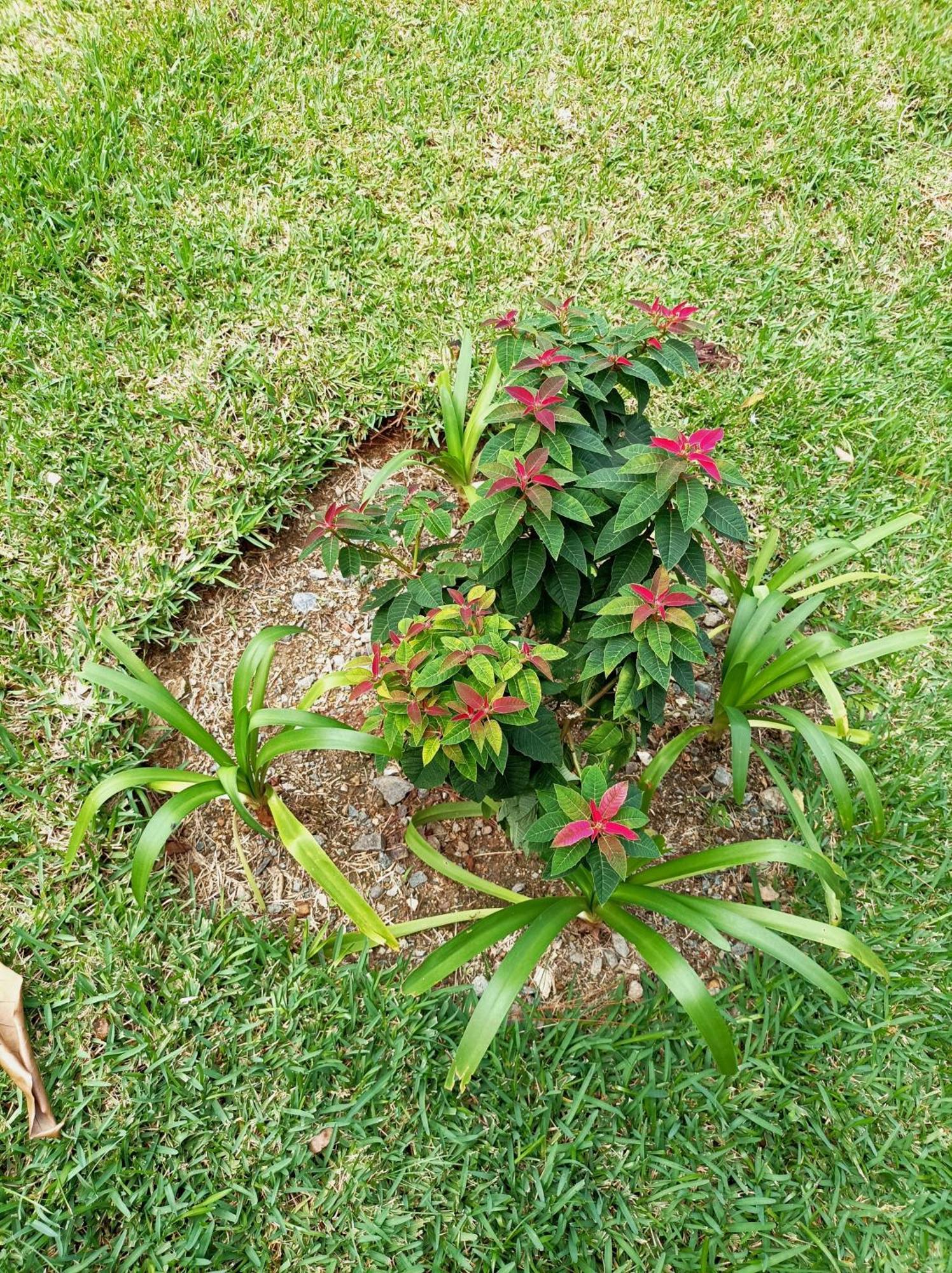 شقة Mi Hogar جاراباكو المظهر الخارجي الصورة